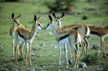 impala - Etosha National Park