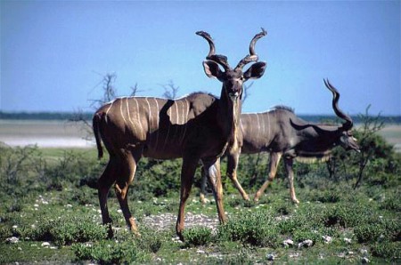 kudu - Etosha National Park