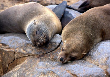 Cape Cross - colonia di otarie