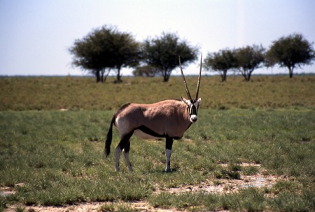 orice - Etosha National Park