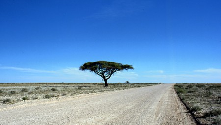 albero di acacia - Etosha National Park