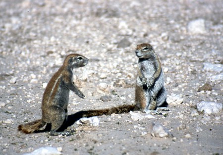 suricato - Etosha National Park