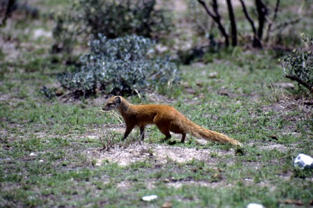 mangusta - Etosha National Park