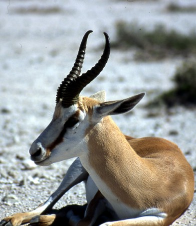 impala - Etosha National Park