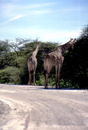 giraffe - Etosha National Park