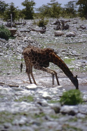 giraffa mentre beve - Etosha National Park