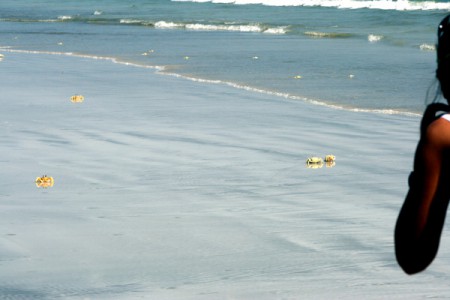 granchi - spiaggia di Al Khaluf