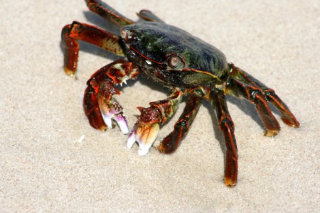 granchio - spiaggia di Al Khaluf