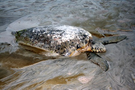tartarugha verde insabbiata