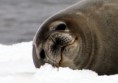 /album/antartide/antartide-1f-foca-half-mo-jpg/