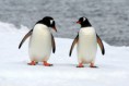 /album/antartide/antartide-2n-pinguini-papua-jpg/