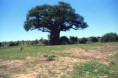 /album/botswana/botswana-2c-baobab-jpg/